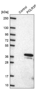 Anti-POLR3F antibody produced in rabbit Prestige Antibodies&#174; Powered by Atlas Antibodies, affinity isolated antibody, buffered aqueous glycerol solution