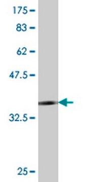 Anti-TLR4 Mouse mAb (1H7) liquid, clone 1H7, Calbiochem&#174;