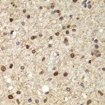 Anti-OCT4 antibody produced in rabbit