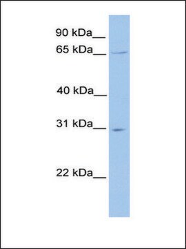 Anti-NR1D2 antibody produced in rabbit affinity isolated antibody