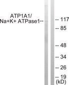 Anti-ATP1 &#945; antibody produced in rabbit affinity isolated antibody