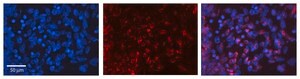 Anti-FGF2 antibody produced in rabbit affinity isolated antibody