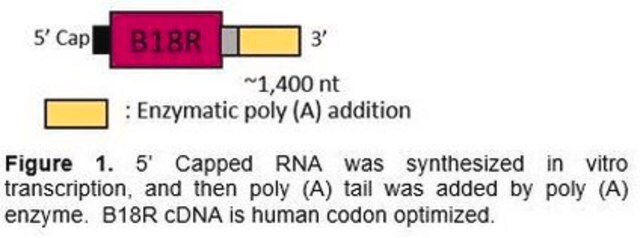 B18R RNA (human codon optimized) Required for high expression of Simplicon&#174; RNA at transfection and available for production of B18R-CM (conditioned medium).