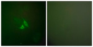 Anti-COX2 antibody produced in rabbit affinity isolated antibody