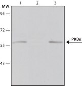Monoclonal Anti-Protein Kinase&#160;B&#945; antibody produced in mouse clone PKB-175, ascites fluid