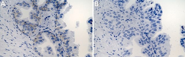 Anti-Syntaxin 4 Antibody, clone 1B9 ZooMAb&#174; Rabbit Monoclonal recombinant, expressed in HEK 293 cells