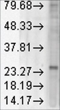 Monoclonal Anti-KDELR1 antibody produced in mouse clone KR10, 1&#160;mg/mL, purified immunoglobulin