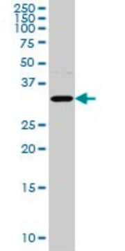 Monoclonal Anti-AQP8 antibody produced in mouse clone 1A1, purified immunoglobulin, buffered aqueous solution