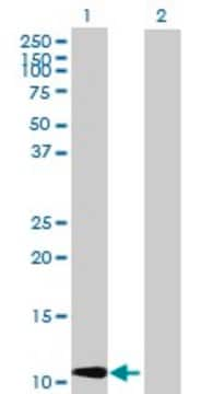 Anti-CCL2 antibody produced in rabbit purified immunoglobulin, buffered aqueous solution