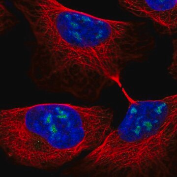 Anti-RBM28 antibody produced in rabbit Prestige Antibodies&#174; Powered by Atlas Antibodies, affinity isolated antibody