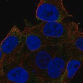 Anti-CA14 antibody produced in rabbit Prestige Antibodies&#174; Powered by Atlas Antibodies, affinity isolated antibody, buffered aqueous glycerol solution