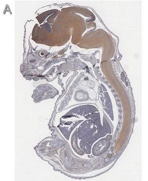 Anti-Tbr2 Antibody, clone 3M12, ZooMAb&#174; Rabbit Monoclonal recombinant, expressed in HEK 293 cells