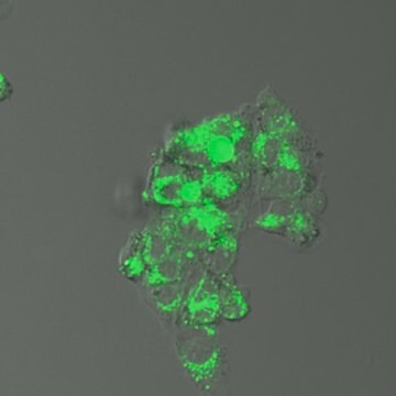 BioTracker&#8482; EP-HMRG Green Protease Live Cell Probe