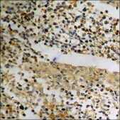 Anti-phospho-p21 Cip1 (pThr145) antibody produced in rabbit affinity isolated antibody