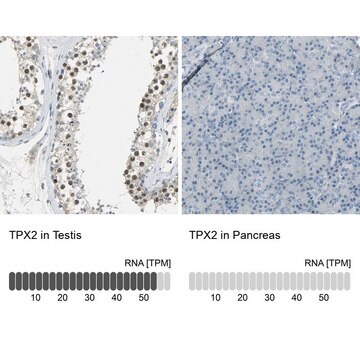 Anti-TPX2 antibody produced in rabbit Prestige Antibodies&#174; Powered by Atlas Antibodies, affinity isolated antibody, buffered aqueous glycerol solution