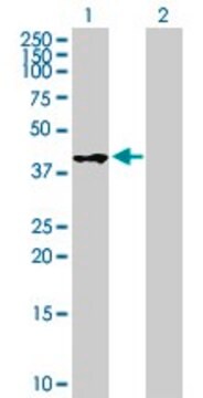 Anti-WIF1 antibody produced in mouse purified immunoglobulin, buffered aqueous solution