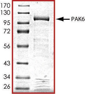 PAK6, active, GST tagged human PRECISIO&#174; Kinase, recombinant, expressed in baculovirus infected Sf9 cells, &#8805;70% (SDS-PAGE), buffered aqueous glycerol solution