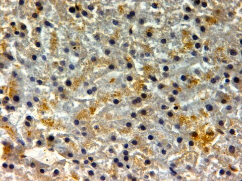 Anti-FTH1 antibody produced in goat affinity isolated antibody, buffered aqueous solution