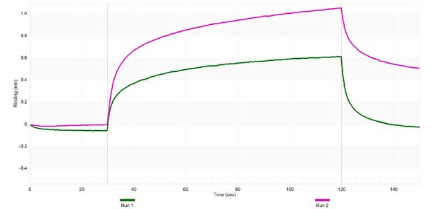 Anti-IL-1&#946; Antibody, clone 1H20-H2 ZooMAb&#174; Rabbit Monoclonal recombinant, expressed in HEK 293 cells