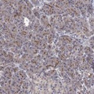 Anti-TPRN antibody produced in rabbit Prestige Antibodies&#174; Powered by Atlas Antibodies, affinity isolated antibody, buffered aqueous glycerol solution