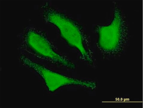 Monoclonal Anti-CDK5R1 antibody produced in mouse clone 4G11, purified immunoglobulin, buffered aqueous solution