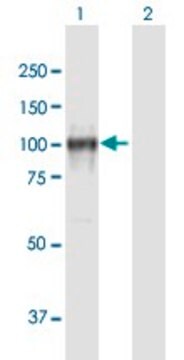 Anti-CDH13 antibody produced in mouse purified immunoglobulin, buffered aqueous solution