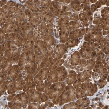 Anti-PARK7 antibody produced in rabbit affinity isolated antibody, buffered aqueous glycerol solution