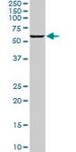 Monoclonal Anti-PLK1 antibody produced in mouse clone 4G11, purified immunoglobulin, buffered aqueous solution