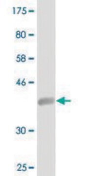 Monoclonal Anti-ISCA1 antibody produced in mouse clone 1A11, purified immunoglobulin, buffered aqueous solution