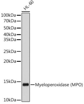 Anti-Myeloperoxidase (MPO) Antibody, clone 0J10S7, Rabbit Monoclonal