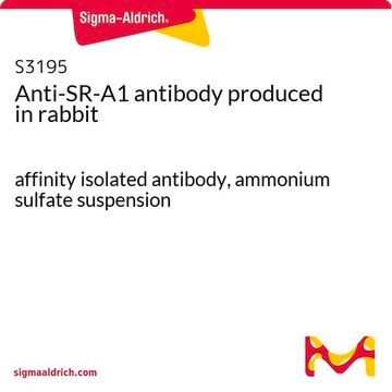 Anti-SR-A1 antibody produced in rabbit affinity isolated antibody, ammonium sulfate suspension