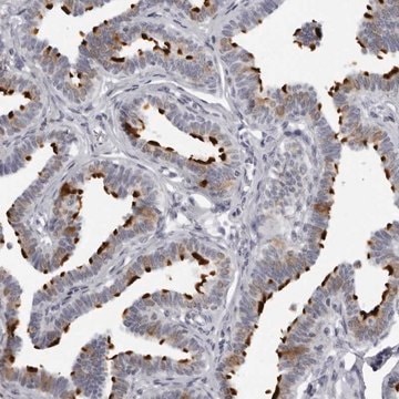 Anti-DNALI1 antibody produced in rabbit Prestige Antibodies&#174; Powered by Atlas Antibodies, affinity isolated antibody, buffered aqueous glycerol solution