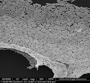Gold microrods dispersion (H2O)