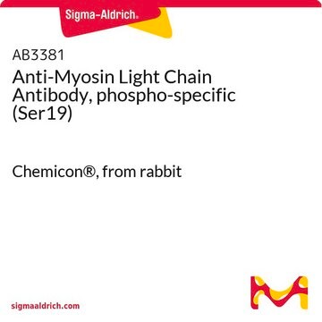 Anti-Myosin Light Chain Antibody, phospho-specific (Ser19) Chemicon&#174;, from rabbit