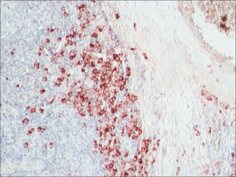 Anti-Rabbit IgG (&#947;-chain specific)&#8722;Biotin antibody, Mouse monoclonal clone RG-96, purified from hybridoma cell culture