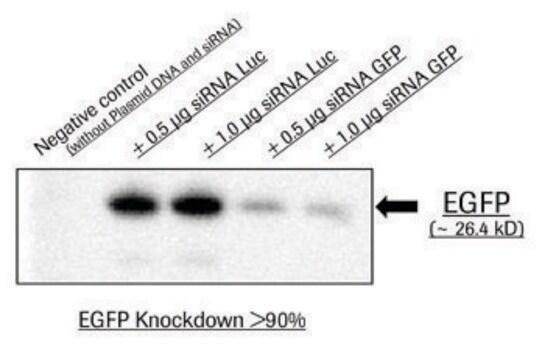 X-tremeGENE&#8482; siRNA Transfection Reagent Polymer reagent for delivering siRNA to common cell lines