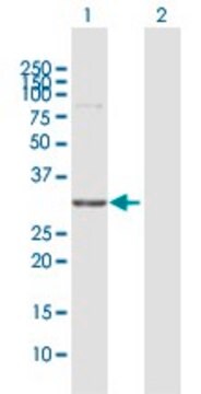 Anti-WBSCR22 antibody produced in rabbit purified immunoglobulin, buffered aqueous solution