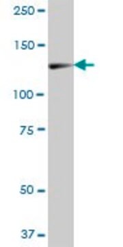 Anti-ZCCHC2 antibody produced in mouse IgG fraction of antiserum, buffered aqueous solution