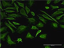 Monoclonal Anti-TUBB2A antibody produced in mouse clone 2B2, purified immunoglobulin, buffered aqueous solution