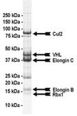 VHL Protein Complex, Active, 10 &#181;g Active complex of five (5) recombinant human enzymes: VHL amino acids 54-end, full length Elongin C, full length Elongin B, full length Cul2, &amp; full length Rbx1. For use in Enzyme Assays. Functions as an E3 ligase in ubiquitination assays.