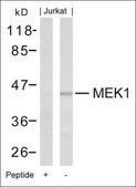 Anti-MAP2K1 (Ab-221) antibody produced in rabbit affinity isolated antibody