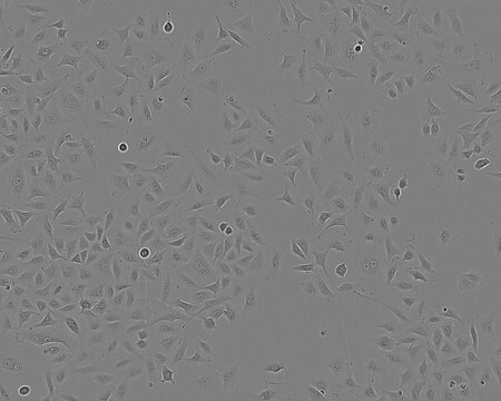 A549 Cell Line human 86012804, from human lung(carcinoma)