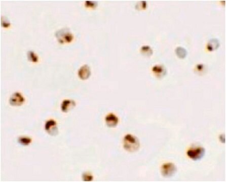 Anti-SDHD Antibody from rabbit, purified by affinity chromatography