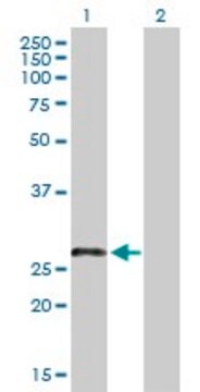 Anti-LRRN4CL antibody produced in mouse purified immunoglobulin, buffered aqueous solution