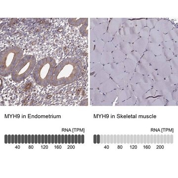 Anti-MYH9 antibody produced in rabbit Prestige Antibodies&#174; Powered by Atlas Antibodies, affinity isolated antibody, buffered aqueous glycerol solution