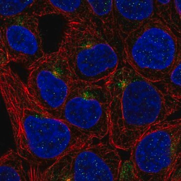 Anti-TMEM63A antibody produced in rabbit Prestige Antibodies&#174; Powered by Atlas Antibodies, affinity isolated antibody