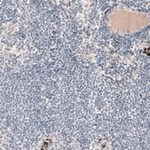 Monoclonal Anti-LAMA1 antibody produced in mouse Prestige Antibodies&#174; Powered by Atlas Antibodies, clone CL3087, purified immunoglobulin, buffered aqueous glycerol solution