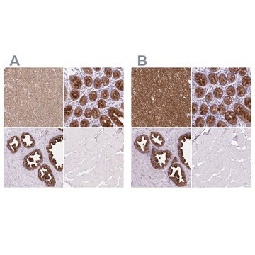 Anti-BCAS1 antibody produced in rabbit Prestige Antibodies&#174; Powered by Atlas Antibodies, affinity isolated antibody, buffered aqueous glycerol solution