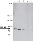 Anti-Cullin-4A antibody produced in rabbit ~1.5&#160;mg/mL, affinity isolated antibody, buffered aqueous solution