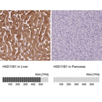 Anti-HSD11B1 antibody produced in rabbit Prestige Antibodies&#174; Powered by Atlas Antibodies, affinity isolated antibody, buffered aqueous glycerol solution